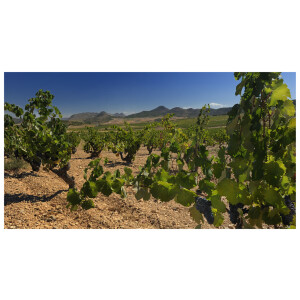 Montaraz Único Monastrell Jumilla DO