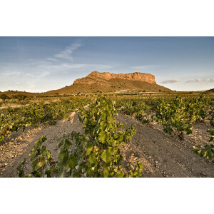Montaraz Único Monastrell Jumilla DO