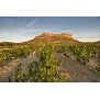 Montaraz Único Monastrell Jumilla DO