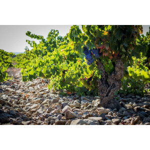 Care Crianza Nativa Cariñena DO