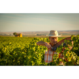 Care Crianza Nativa Cariñena DO