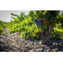 Care Crianza Nativa Cariñena DO